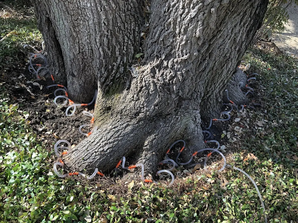 Detailed Shrub and Hedge Trimming job site in Spring Creek