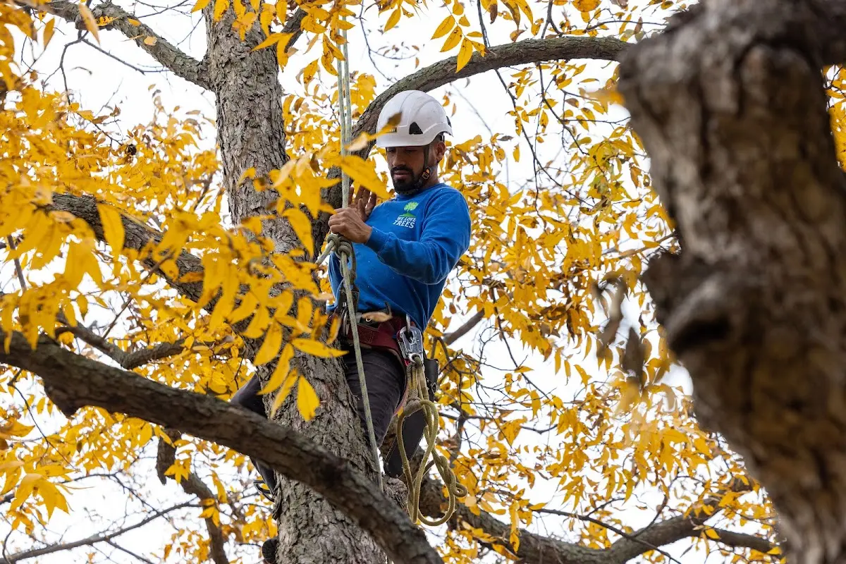 Skilled Tree Pruning crew working in Spring Creek